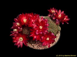 Sulcorebutia steinbachii v. tintinensis HS57a 2031